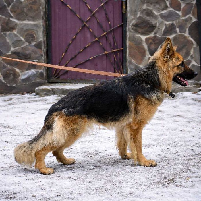 Продається цуценятко німецької вівчарки