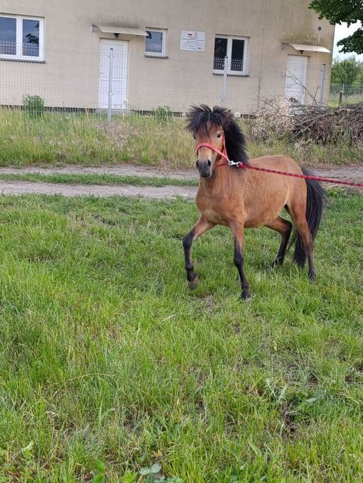 Sprzedam ogierka