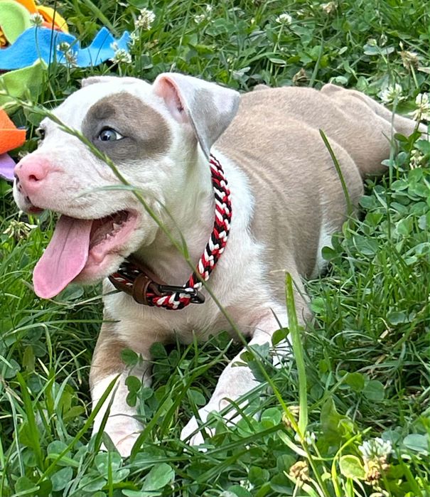 American Staffordshire Terrier