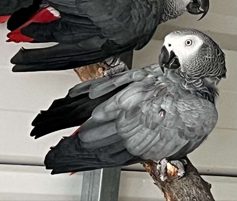 Papagaios cinzentos