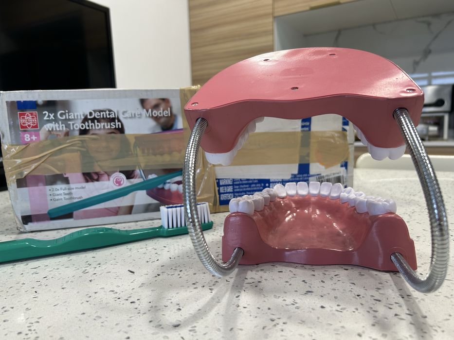 Modelo Dentário gigante com escova novo- Higiene Oral