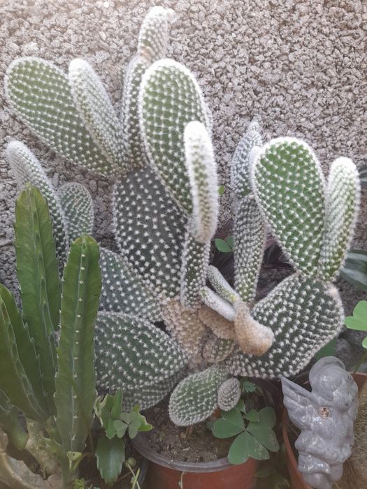 Catos e suculentas
