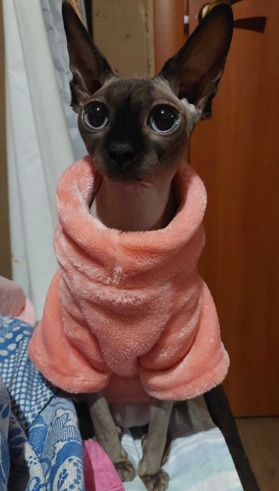 Продам кішечку сфінкса