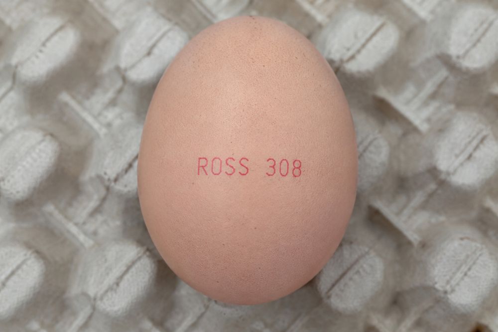 Jaja wylęgowe ROSS 308