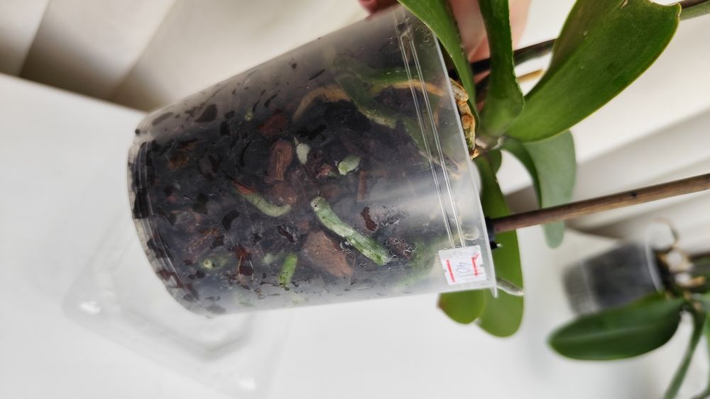 Орхідея терміново