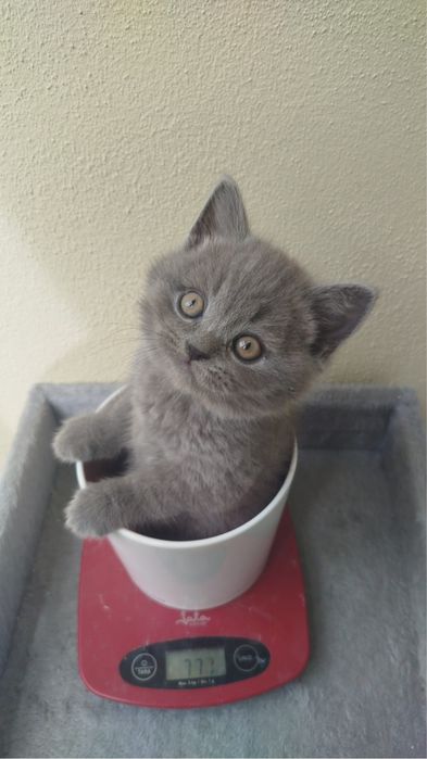 Scottish straight shorthair com vacina