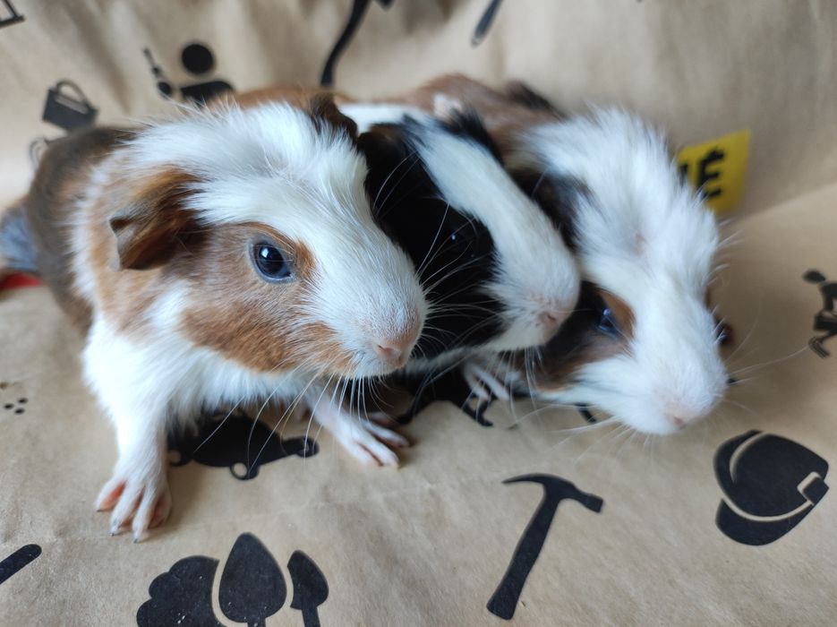 Cavia domowa świnki morskie młode