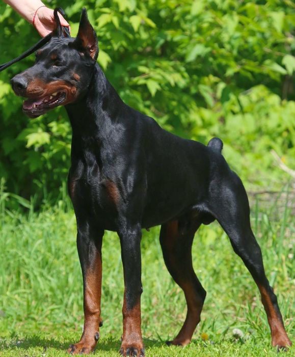 Цуценят Доберман