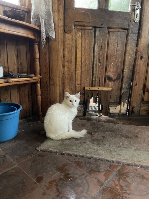 БЕЗКОШТОВНЕ пухнасте щастя Миргород