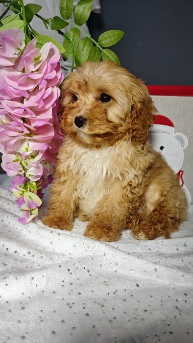 Cavapoo uroczy chłopczyk