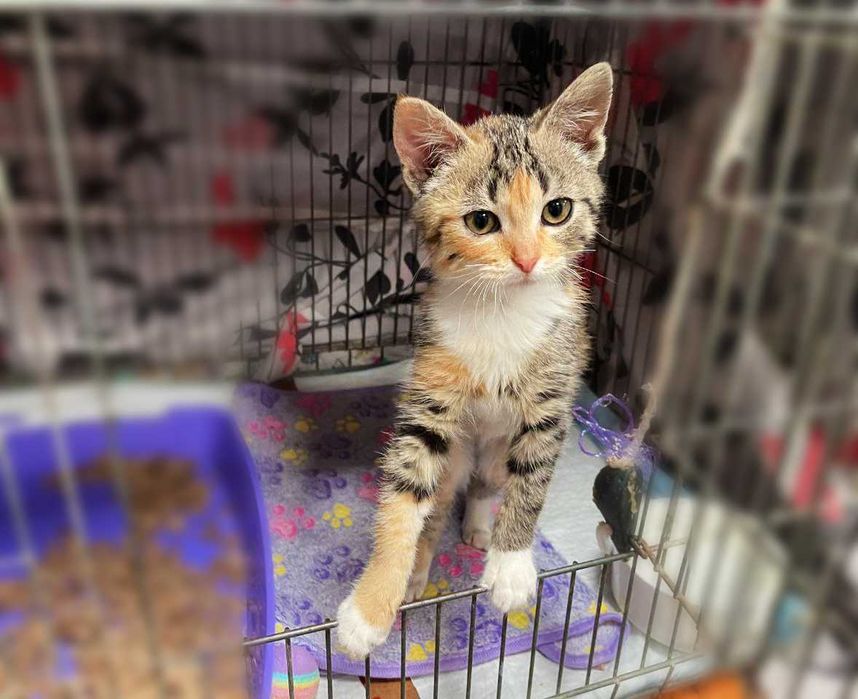 Мультяшна сонячна котодівчинка Моллі (2,5 м) шукає люблячий дім! Кішка