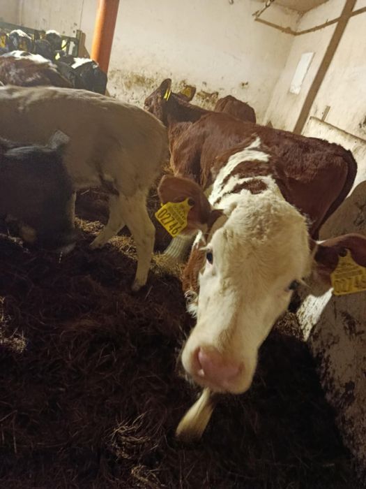 Sprzedam 13 szt  jałówek i byczka