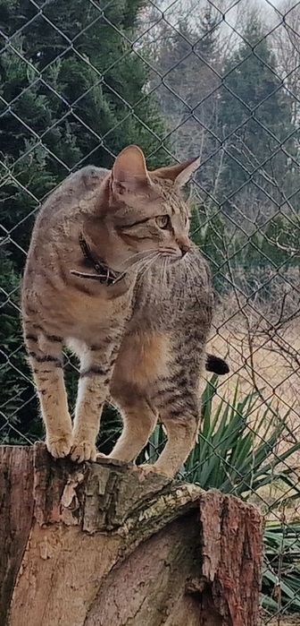 Kocur Savannah F6 SBT