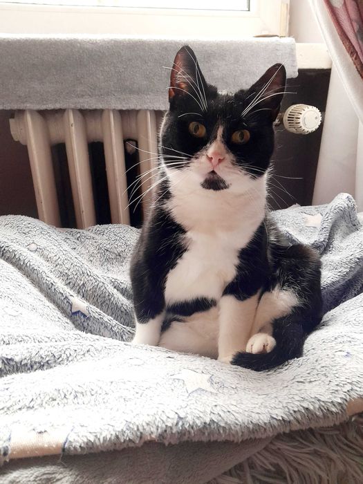 Kotka Angela szuka domu