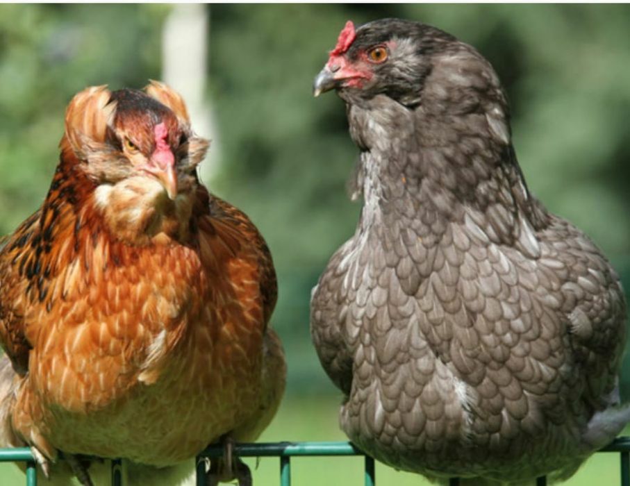 Kura kury aracuany naturalne ekologiczne pisklaki araucany kury arauca