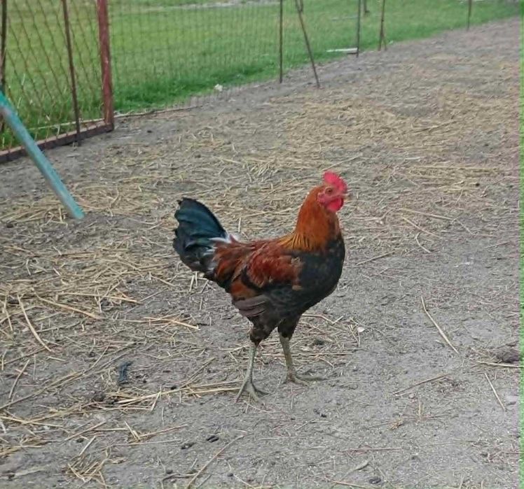 Sprzedam Koguta Zielononóżke