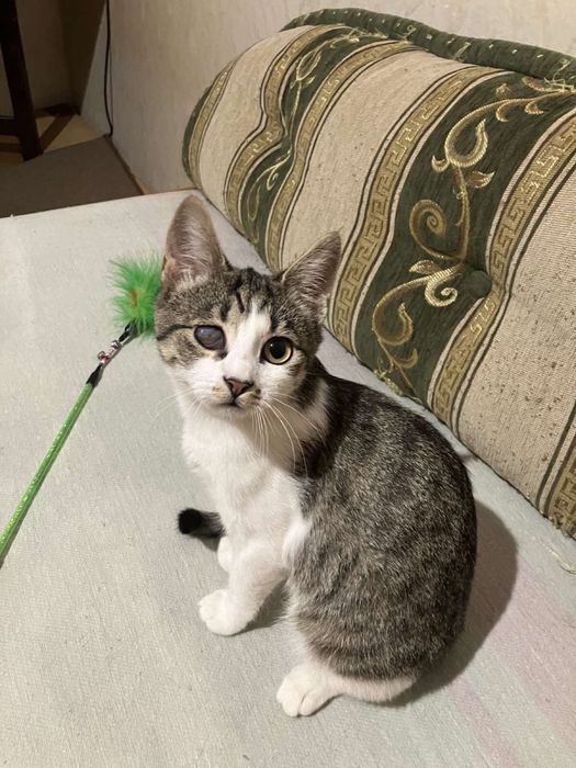 Шукаємо добрих, дбайливих господарів для кішечки. БЕЗКОШТОВНО