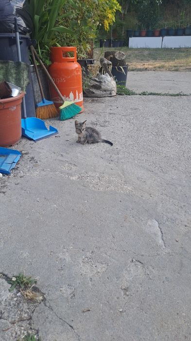 Adoção conjunta  2 gatinhos bebés