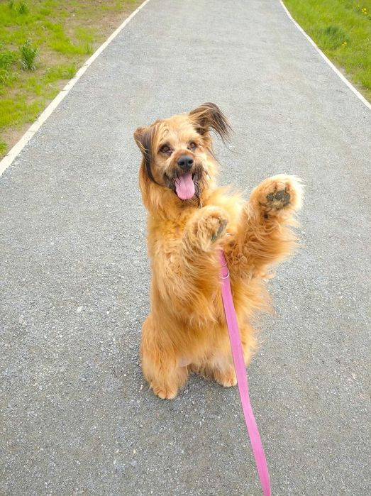 briard w Twojej okolicy Sprawd kategori Zwierz ta
