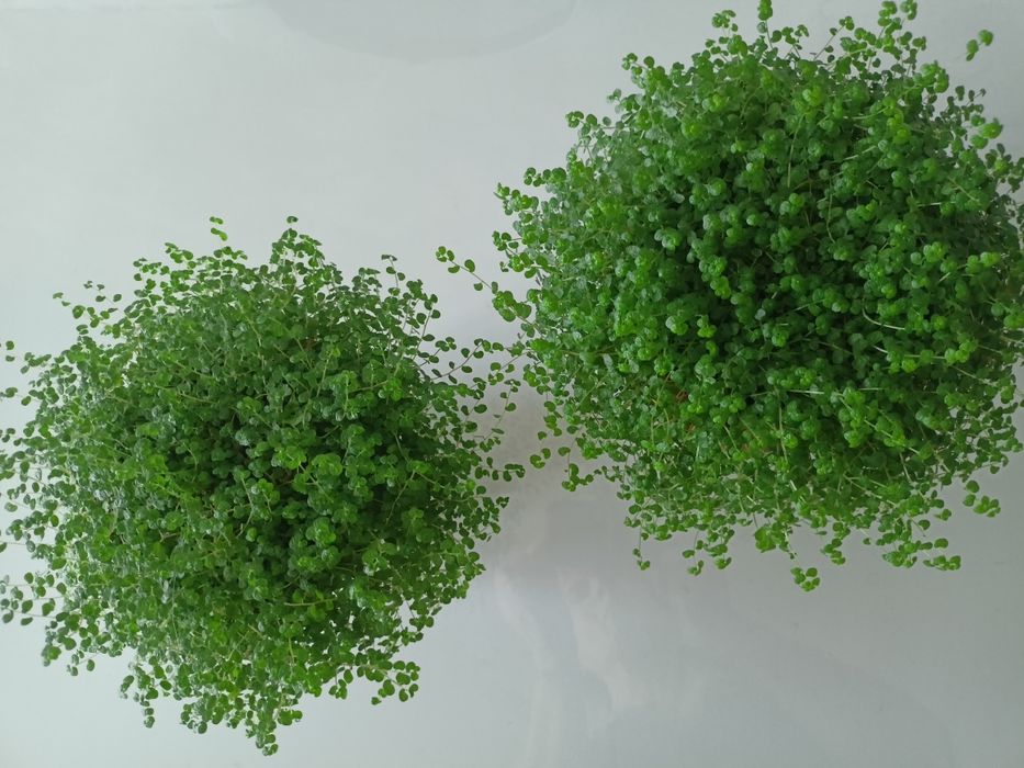 Солейролія Солейроля