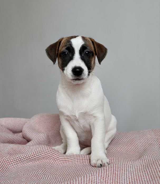 Міні дівчинка Джек Рассел КСУ /:017