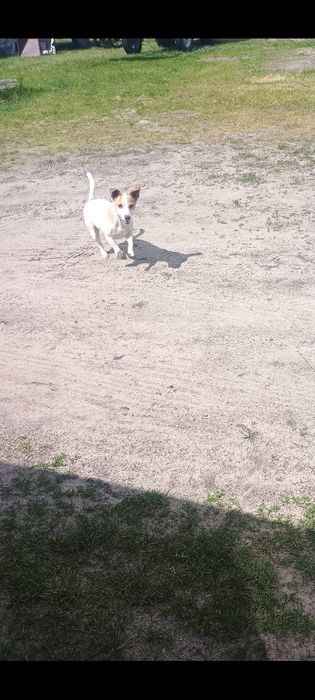 Oddam Za darmo  Jack Russell terier