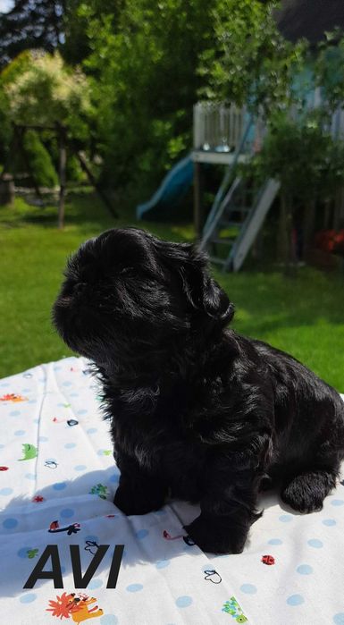 Shih-tzu piesek ZKwP FCI