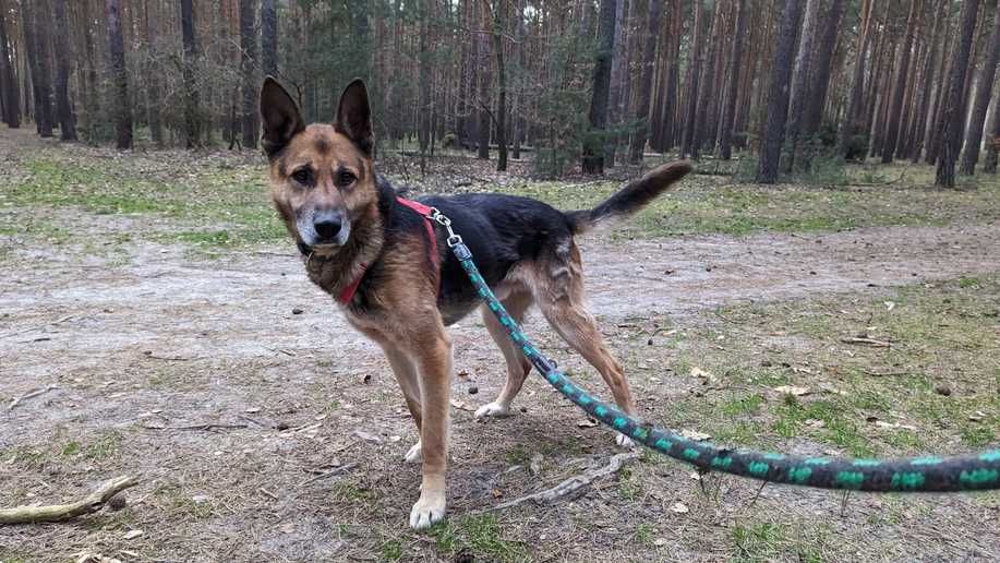 WOJAK szuka odpowiedzialnego i spokojnego domu