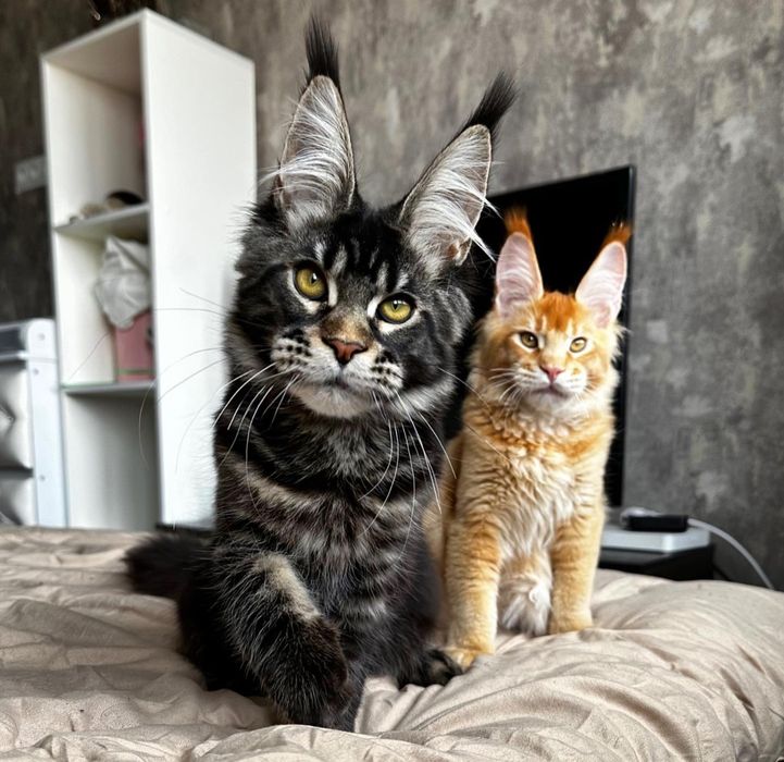 Продам кошенят Мейн-кун