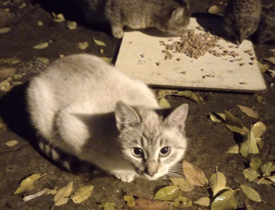 Харьков! Отдаётся ответственным хозяевам