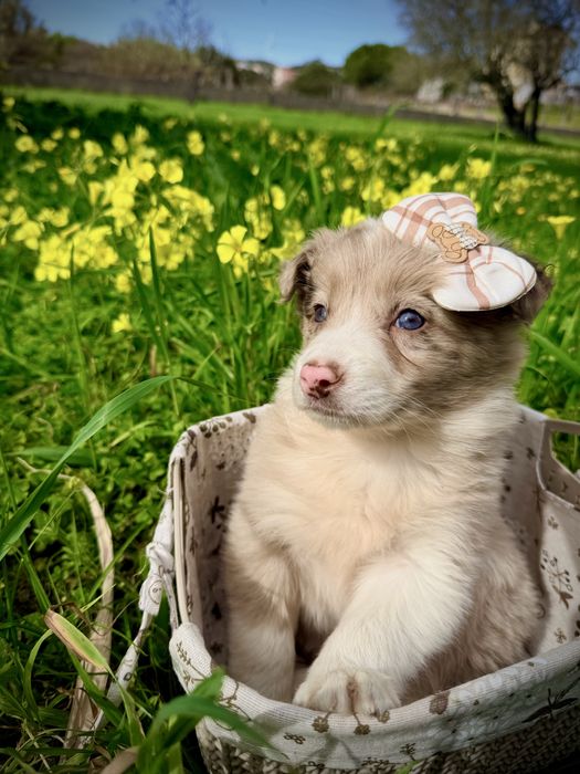 Excelente menina border collie red merle