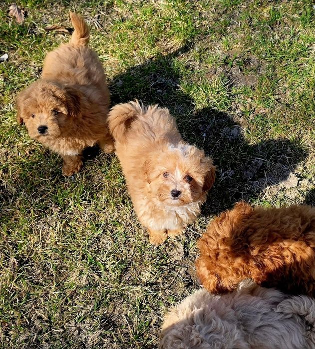 Bichpoo f1 maltipoo Dostępny