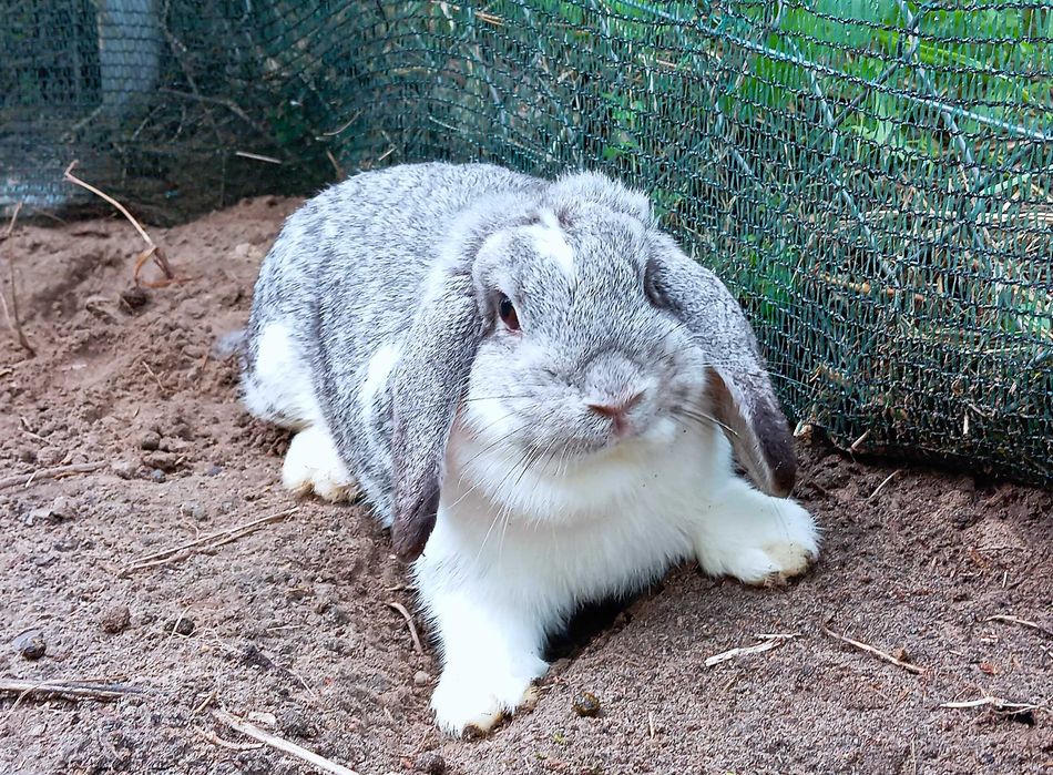 Śliczna samiczka mini lop