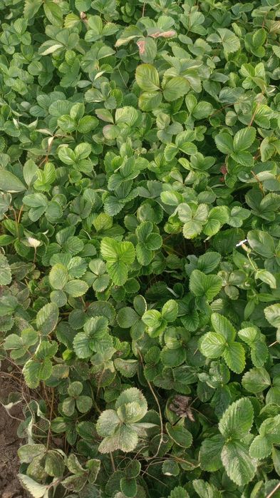 Sadzonki, flance truskawek 0,60gr z domowego ogródka. Wczesne,średnie