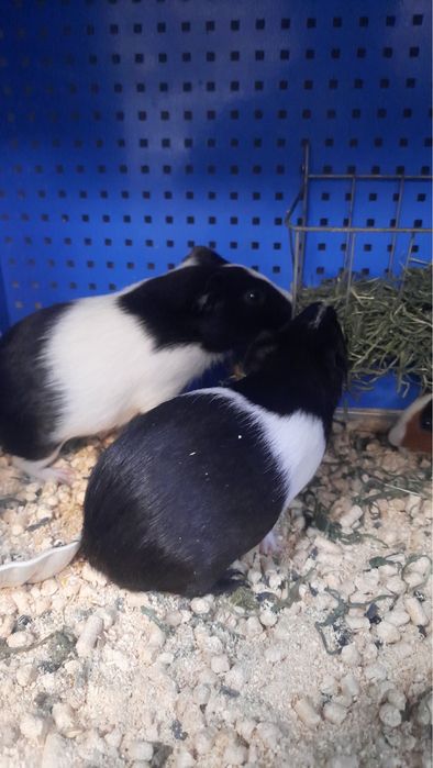 Морська свинка ручна