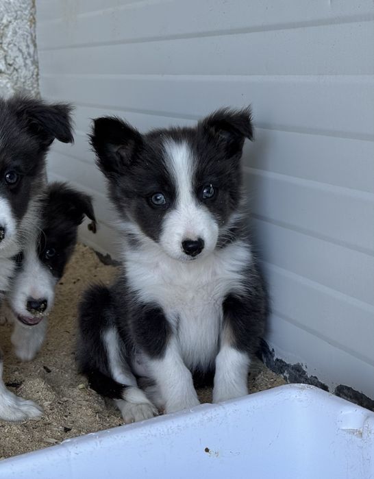 Border Collie Cinza