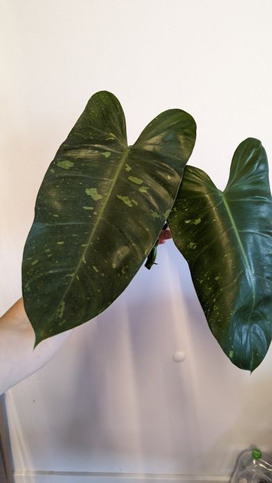 Philodendron Jose buono