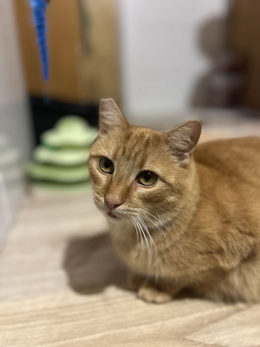 Pięknotka marzy o własnym domku