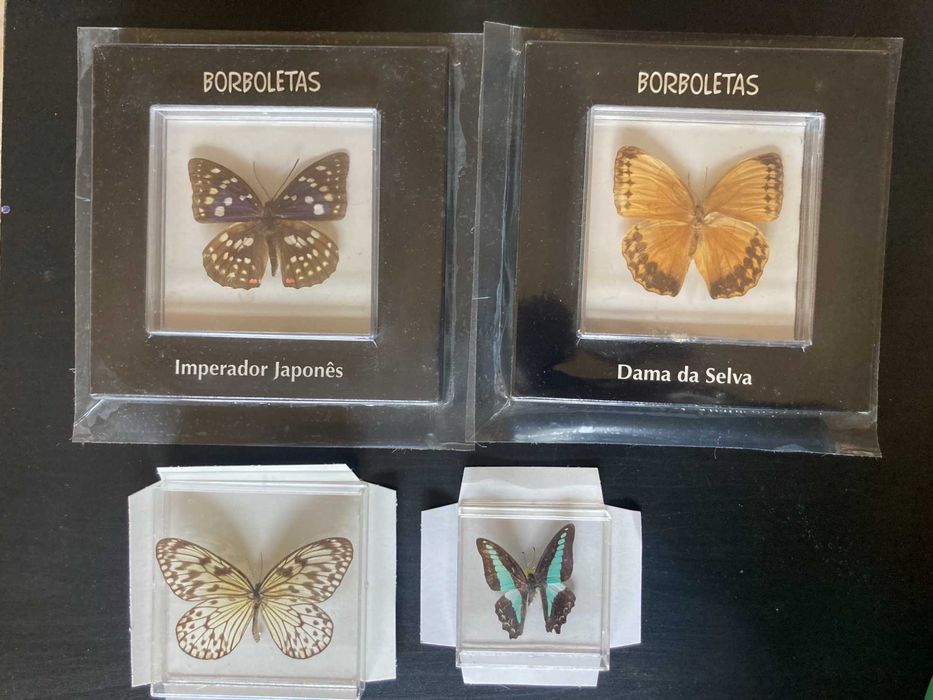 Borboletas verdadeiras Coleção