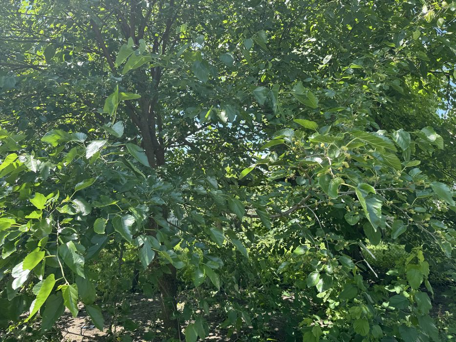 Продаж ділянки під забудову. Парипси