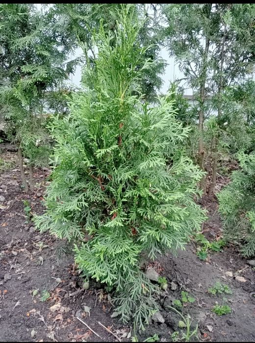 Самшит.Туя Смарагд.Туя Колоновидна