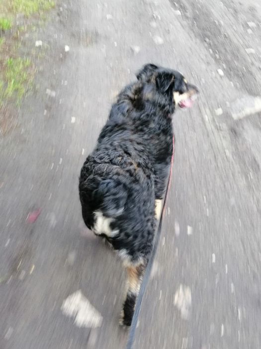 SZYSZKA młoda przyjazna łagodna suczka szuka domu