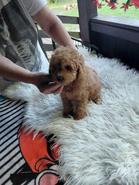Maltipoo - suczka red