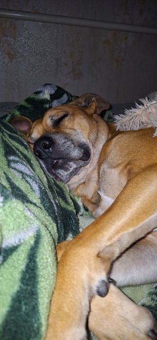 Зооготель | Перетримка собак у кінолога | Дресирування з проживанням