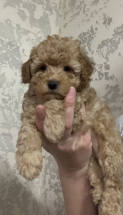 Той Пудель Хлопчик Карамель однотонний