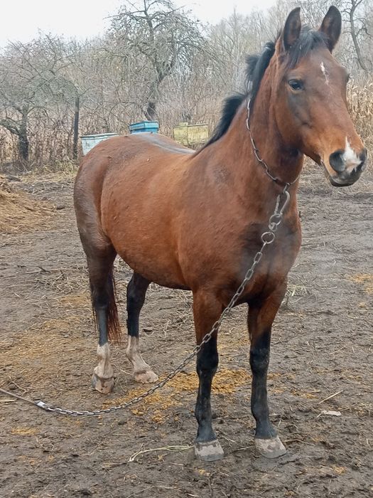 Продам кобилу вісім років молода гарна