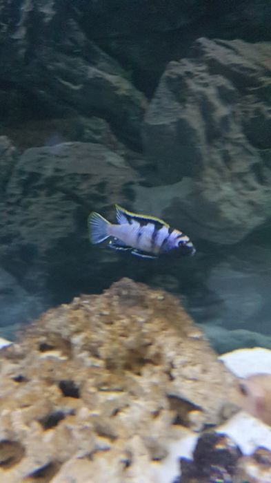 Cilcideos africanos