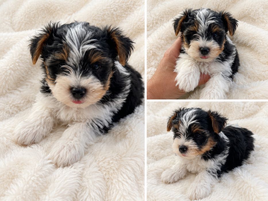 Yorkshire Terrier linha Russa