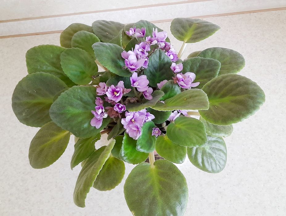 Фіалка фиалки сенполії