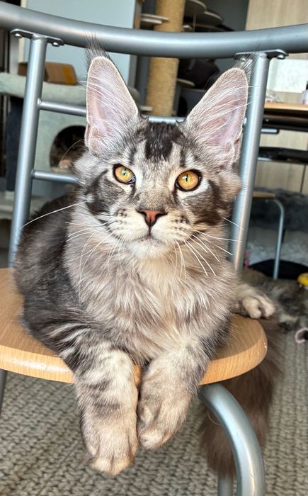 Stebrny Kocurek Maine Coon